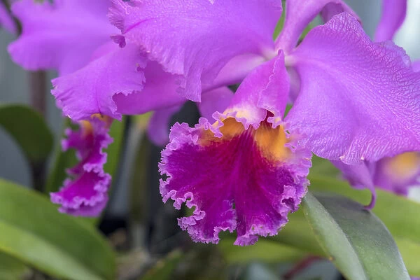 purple orchid, USA