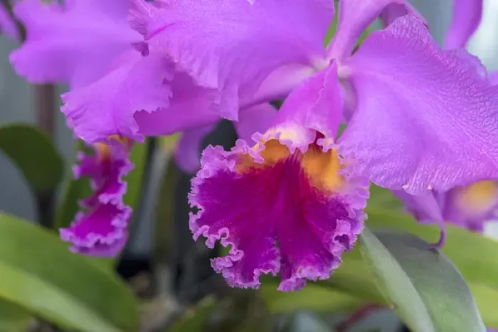 Framed Print : purple orchid, USA