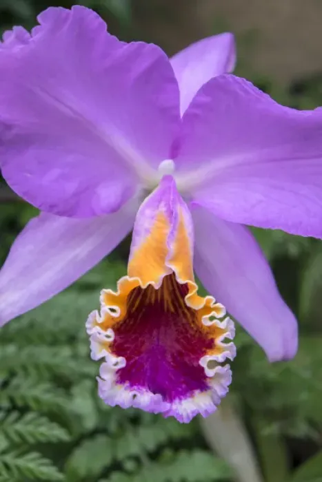 Framed Print : purple orchid, USA Framed Print : purple orchid, USA