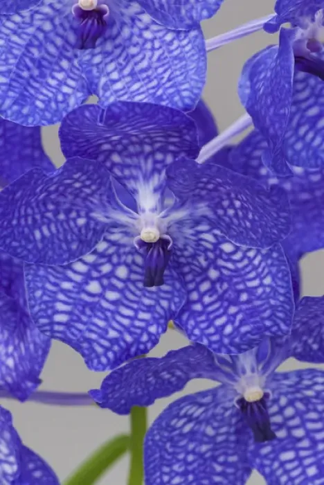 Framed Print : Purple orchids Framed Print : Purple orchids