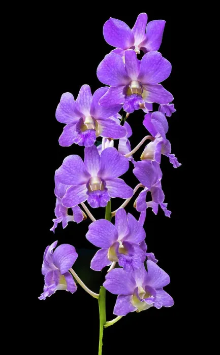 Framed Print : Purple Orchids black background, Honolulu, Hawaii Framed Print : Purple Orchids black background, Honolulu, Hawaii