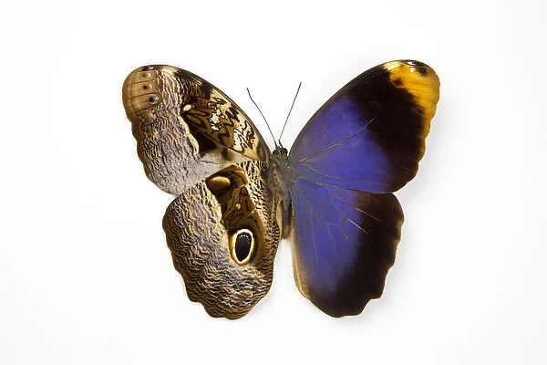 The Purple Owl Butterfly, Caligo beltrao comparing the top wing and bottom wings