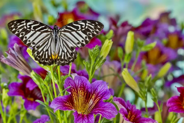 Framed Print : Purple painted tongue flowers and black striped tropical butterfly