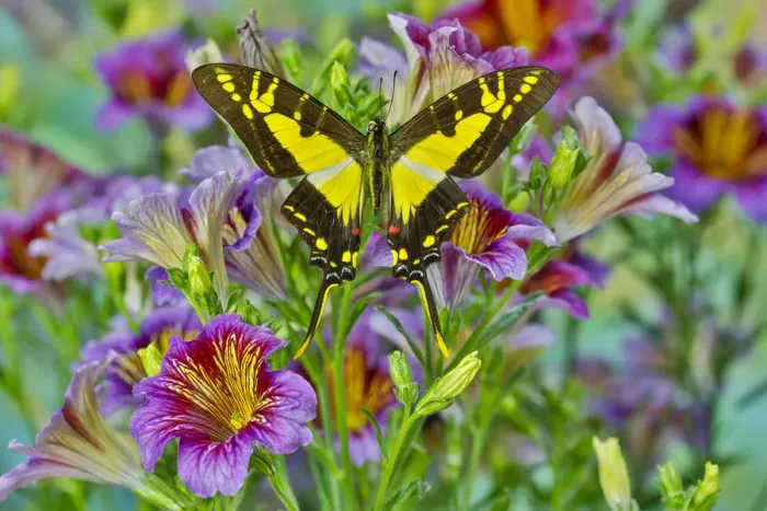 Framed Print : Purple painted tongue flowers with Eurytides thyastes butterfly