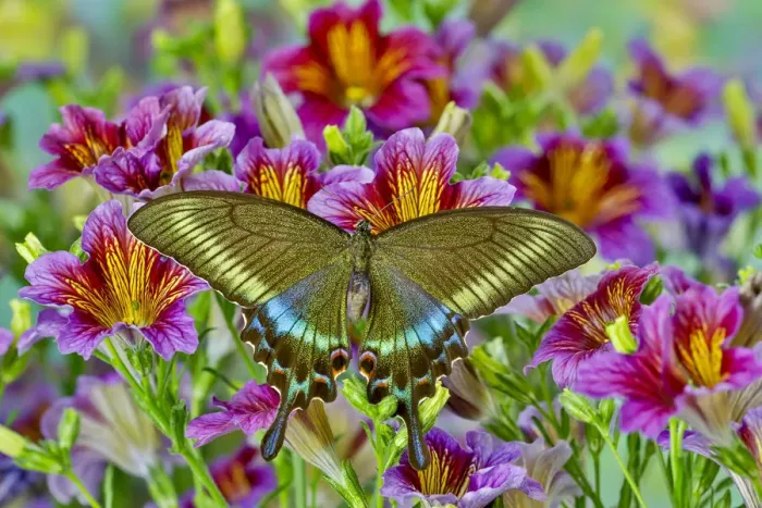 Framed Print : Purple painted tongue flowers with female Asian swallowtail butterfly, Papilio Maackii