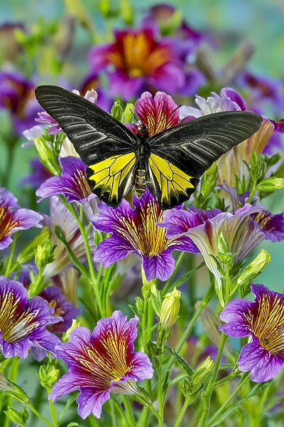 Purple painted tongue flowers and male birdwing butterfly, Troides aeacus thomsonii