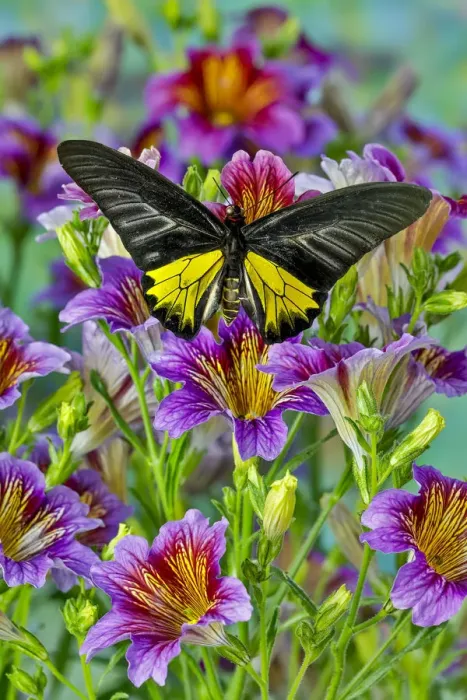 Framed Print : Purple painted tongue flowers and male birdwing butterfly, Troides aeacus thomsonii