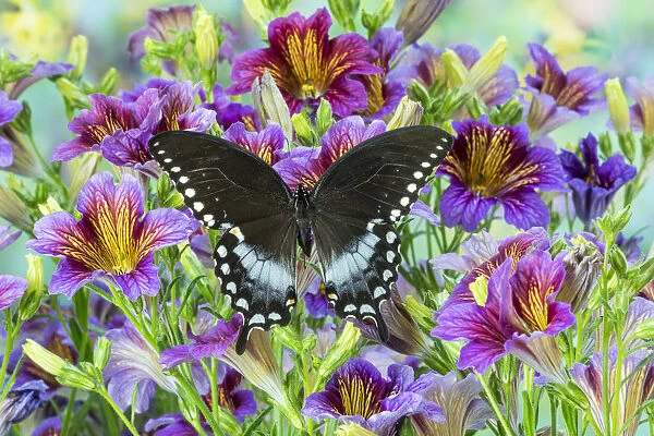 Purple painted tongue flowers and Pineville North American butterfly, Papilio troilus
