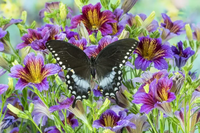 Framed Print : Purple painted tongue flowers and Pineville North American butterfly, Papilio troilus