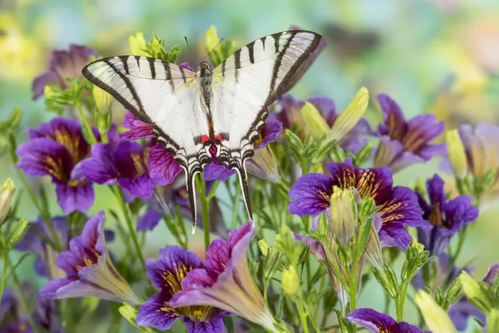 Framed Print : Purple painted tongue flowers and white tropical butterfly Eurytides agesilaus autosilaus Framed Print : Purple painted tongue flowers and white tropical butterfly Eurytides agesilaus autosilaus