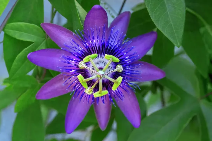 Framed Print : Purple passionflower Framed Print : Purple passionflower