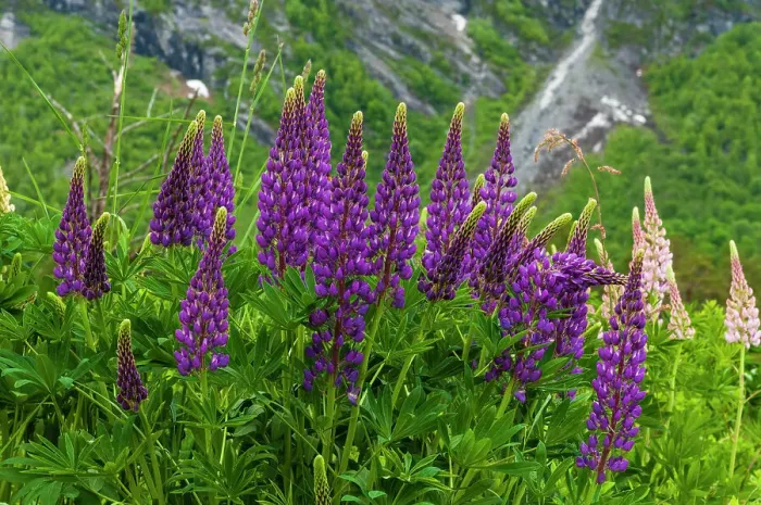 Framed Print : Purple and peach spikes of Russell lupine grow along Trollstigen, Rauma, Norway