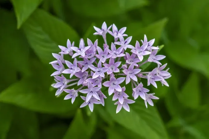 Framed Print : Purple Penta flower