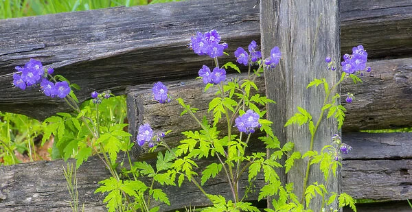 Purple Phacelia along wooden fence