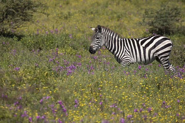 Purple phlox flowers and Burchells Zebra, Ngorongoro Conservation Area, Tanzania