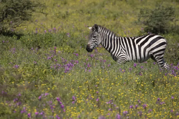 Framed Print : Purple phlox flowers and Burchells Zebra, Ngorongoro Conservation Area, Tanzania
