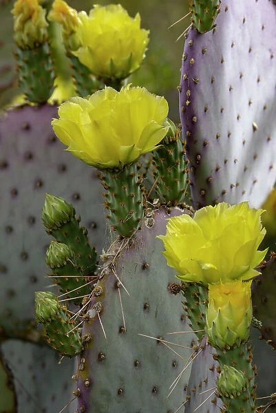 Purple Prickly Pear cactus Flowering at the Arizona Sonoran Desert Museum in Tucson, Arizona, USA