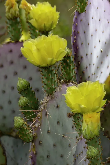 Framed Print : Purple Prickly Pear cactus Flowering at the Arizona Sonoran Desert Museum in Tucson, Arizona, USA