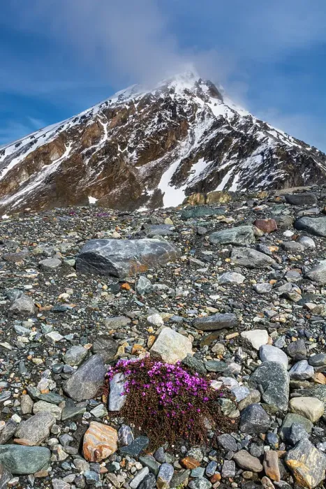 Framed Print : Purple Saxifrage (Saxifraga oppositifolia) in bloom. Svalbard, Norway Framed Print : Purple Saxifrage (Saxifraga oppositifolia) in bloom. Svalbard, Norway