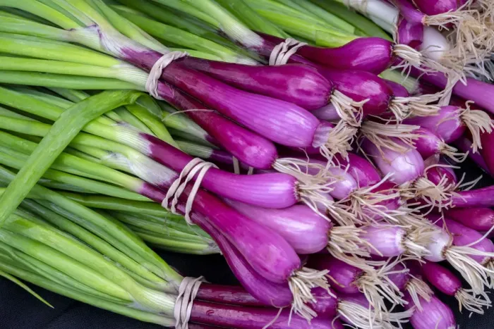 Framed Print : Purple scallions, USA Framed Print : Purple scallions, USA