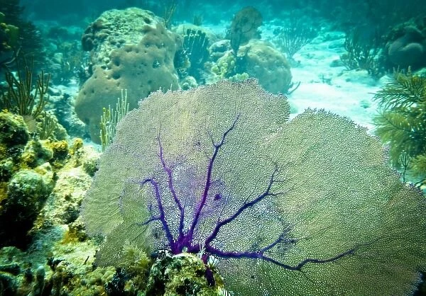 Purple Sea Fan, Belize Barrier Reef, Belize