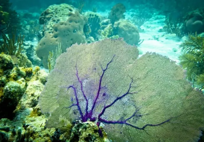 Framed Print : Purple Sea Fan, Belize Barrier Reef, Belize