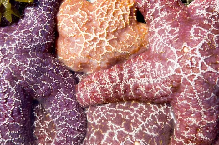 Framed Print : Purple sea stars, Asterias ochracea, Long Beach, Pacific Rim National Park Reserve