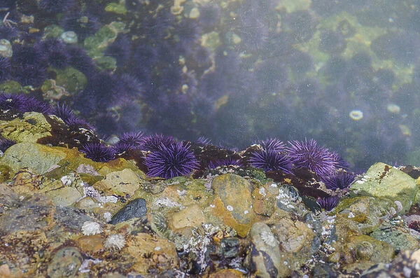 Purple Sea Urchins, Point Lobos State Natural Reserve, California, USA