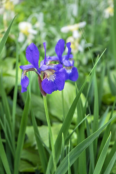 Purple Siberian iris, USA