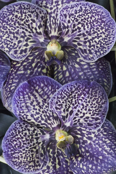Purple speckled orchids