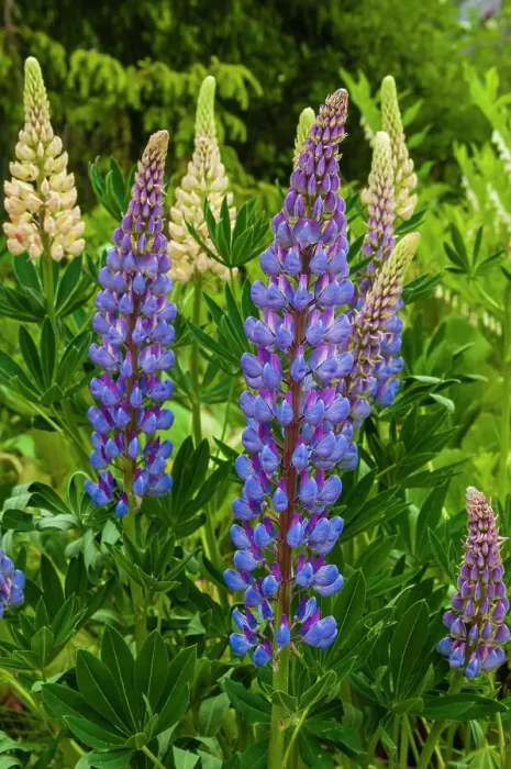 Framed Print : Purple spikes of Russell lupine grow along Trollstigen, Rauma, Norway Framed Print : Purple spikes of Russell lupine grow along Trollstigen, Rauma, Norway