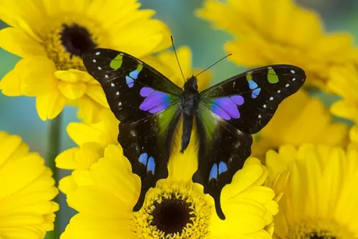 Framed Print : Purple spotted Swallowtail butterfly, Graphium weiski