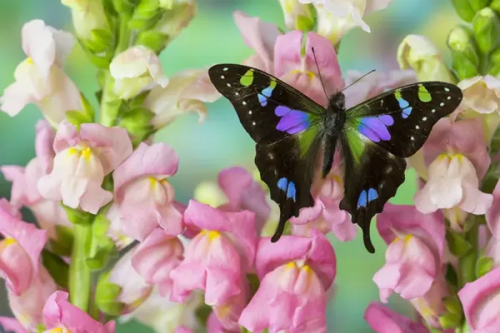 Framed Print : Purple spotted Swallowtail butterfly, Graphium weiski Framed Print : Purple spotted Swallowtail butterfly, Graphium weiski