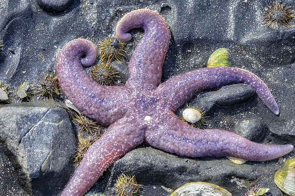 Purple Star, starfish, tidal pool, Juneau, Alaska, USA
