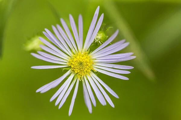 Purple-stemmed aster, Symphyotrichum puniceum, growing on the Reed Plantation in Reed