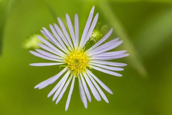 Framed Print : Purple-stemmed aster, Symphyotrichum puniceum, growing on the Reed Plantation in Reed
