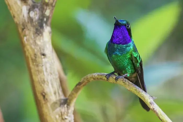Framed Print : Purple-throated sunangel rests for a moment in the forest of Peru Framed Print : Purple-throated sunangel rests for a moment in the forest of Peru