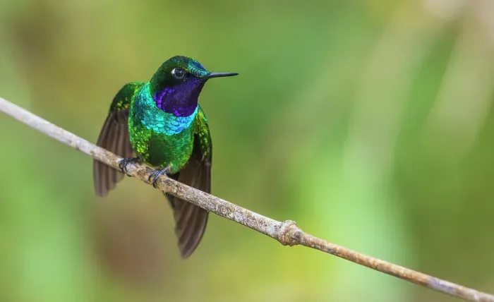 Framed Print : Purple-throated sunangel stretching and rests for a moment in the forest of Peru Framed Print : Purple-throated sunangel stretching and rests for a moment in the forest of Peru