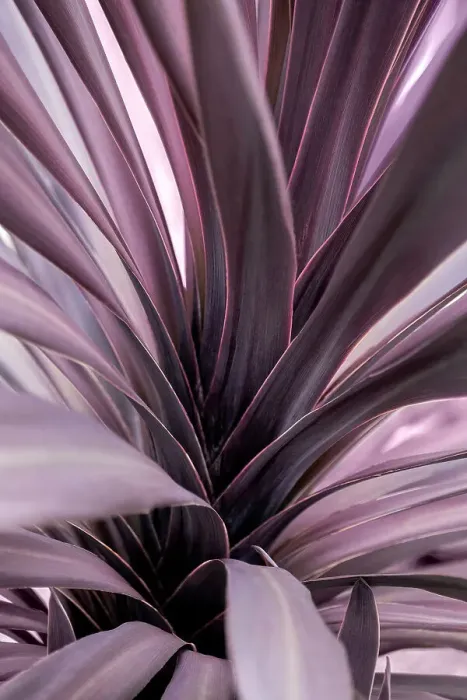 Framed Print : Purple ti plant Framed Print : Purple ti plant