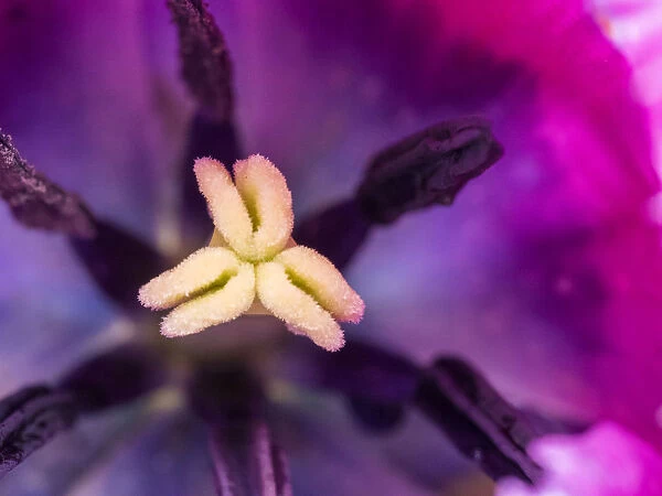 Purple tulip close-up with stamen