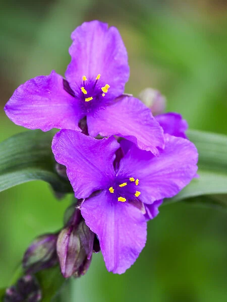 Purple Virginia spiderwort, Tradescantia virginiana growing in a wildflower garden