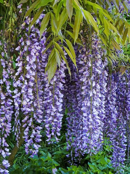Purple wisteria blossoms hanging from a trellis For sale as Framed Prints,  Photos, Wall Art and Photo Gifts