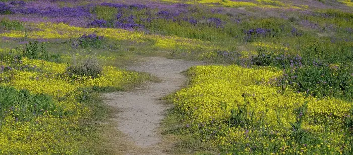Framed Print : Purple and yellow wildflowers edge an enticing trail in the Carrizo Plains. The region experienced a super bloom after heavy rains in early 2023 Framed Print : Purple and yellow wildflowers edge an enticing trail in the Carrizo Plains. The region experienced a super bloom after heavy rains in early 2023