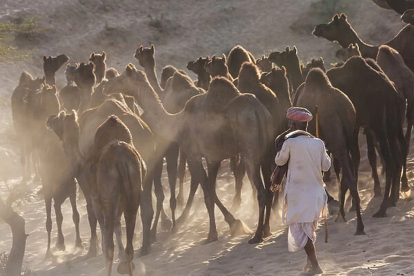 Pushkar camel fair, Pushkar, Rajasthan State, India, Asia