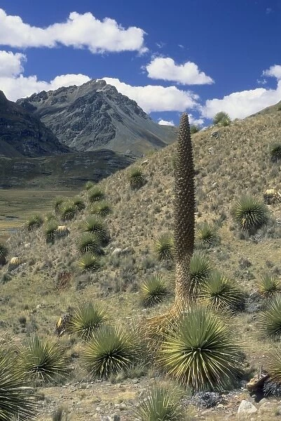 Puya, (Puya raimondii), worlds largest inflorescence, Huascaran National Park, Peru