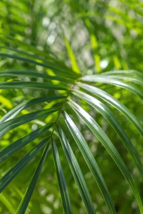 Framed Print : Pygmy date palm