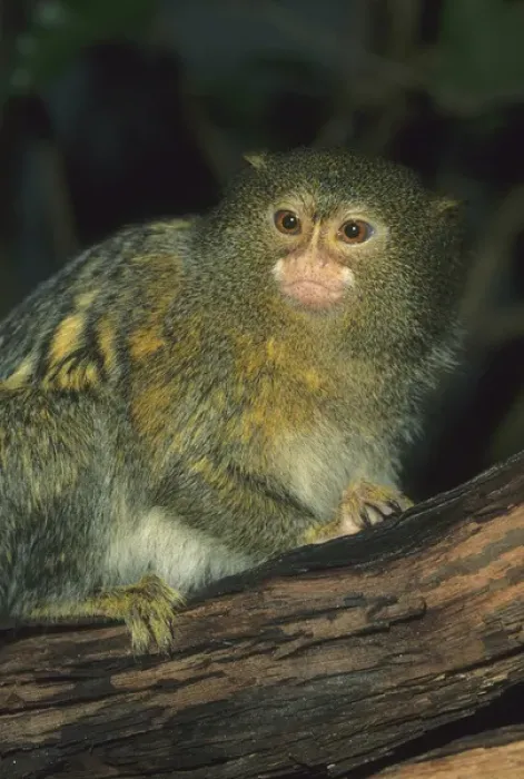 Framed Print : Pygmy Marmoset, (Cebuella pygmaea), captive, Amazon basin