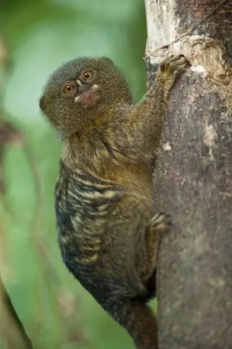 Framed Print : Pygmy Marmoset (Cebuella pygmaea), Napo River bordering Yasuni National Park, Amazon Rain Forest Framed Print : Pygmy Marmoset (Cebuella pygmaea), Napo River bordering Yasuni National Park, Amazon Rain Forest