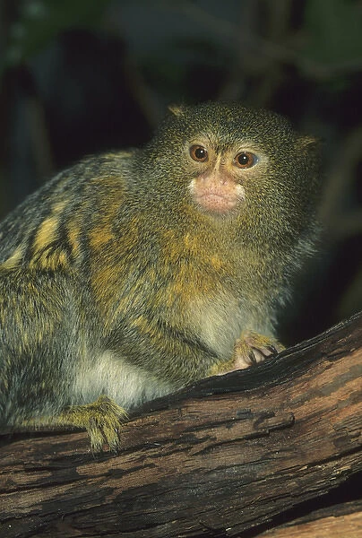 Pygmy Marmoset, (Cebuella pygmaea), captive, Amazon basin