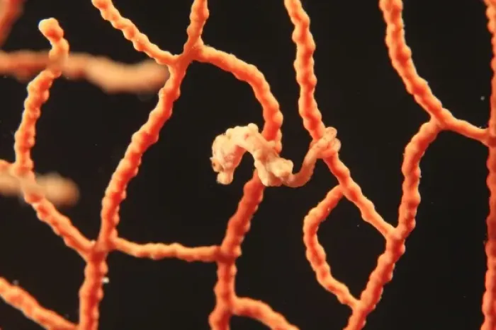 Framed Print : Pygmy Seahorse holding on gorgonian with tail, Scuba Diving at Tukang Besi / Wakatobi Framed Print : Pygmy Seahorse holding on gorgonian with tail, Scuba Diving at Tukang Besi / Wakatobi